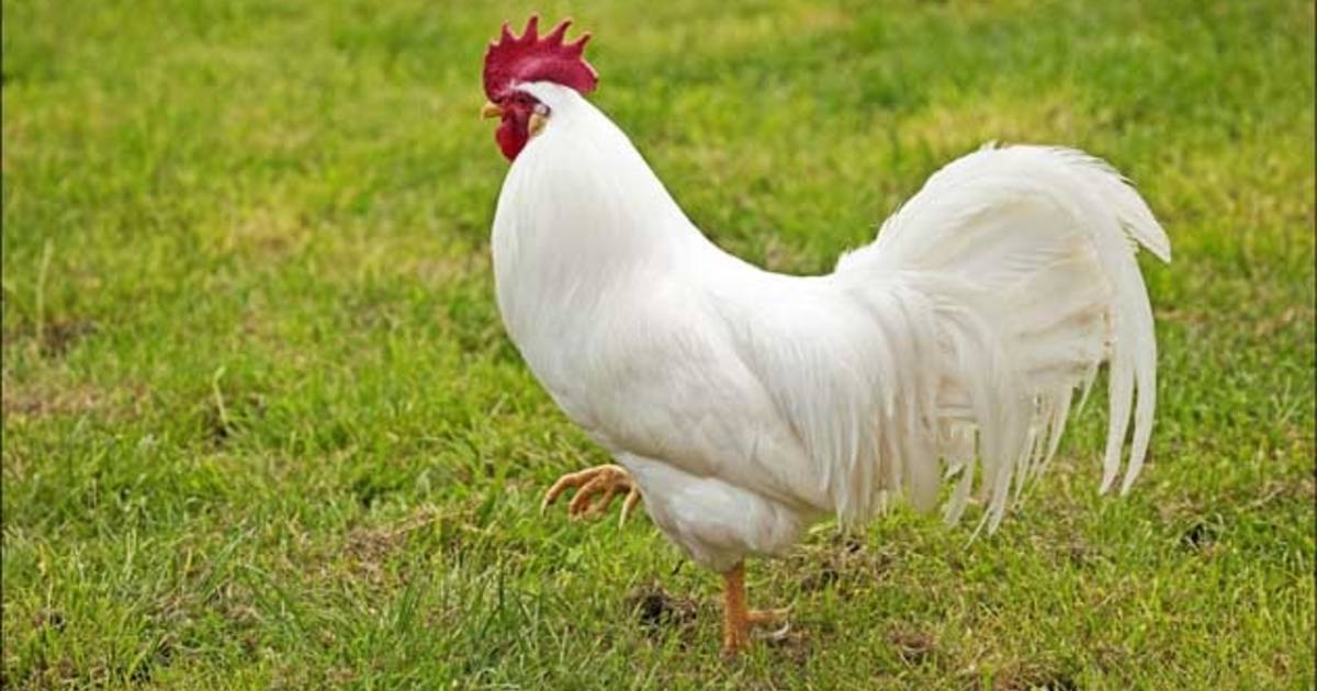 Pourquoi le coq chantetil chaque matin? Sciences 7sur7.be