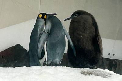 WATCH. Giant penguin chick ‘Pesto’ grows into social media star