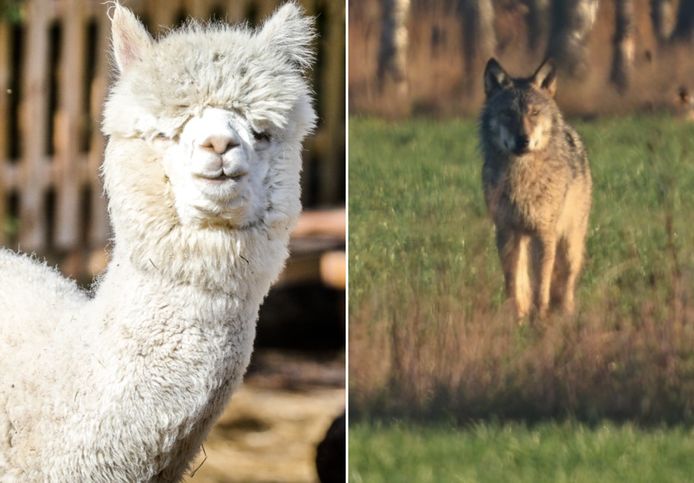 Een alpaca, met rechts een wolf. Deze beelden zijn ter illustratie.