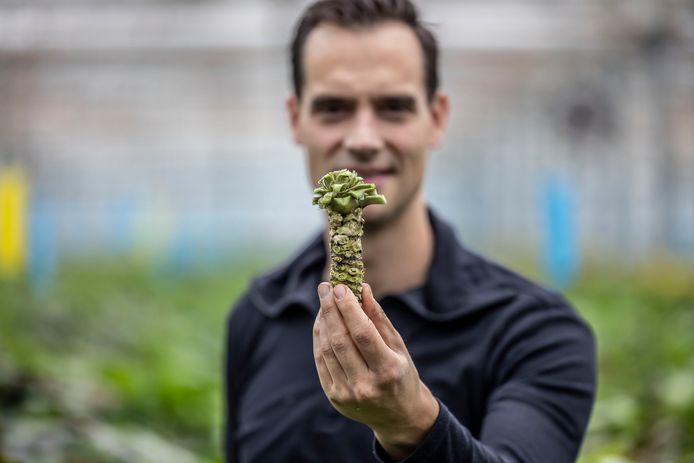 Dutch Wasabi teelt échte wasabi in een Westlandse kas.