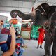 Olifantenleed in Thailand neemt door corona alleen maar toe