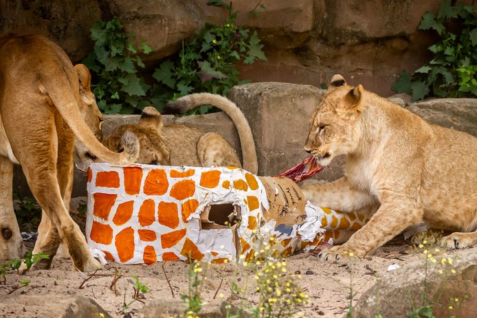 De giraf is eraan, een van de leeuwenwelpen begint aan zijn welverdiende maaltijd.