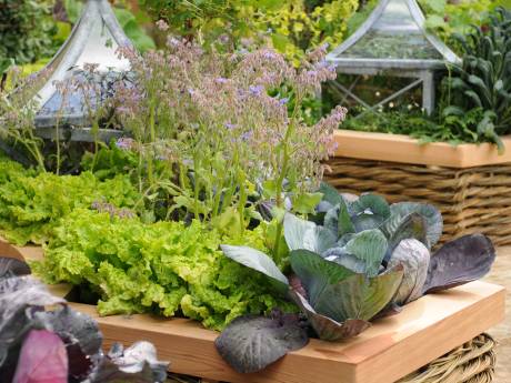 Créer votre premier potager? Succès garanti avec ces 5 fruits et légumes