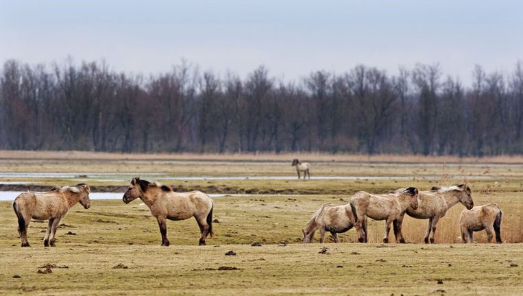 Konikpaarden in de Oostvaardersplassen. Beeld anp