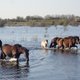 Op pad met stichting Ark, die al dertig jaar wilde natuur met succes laat terugkeren in Nederland
