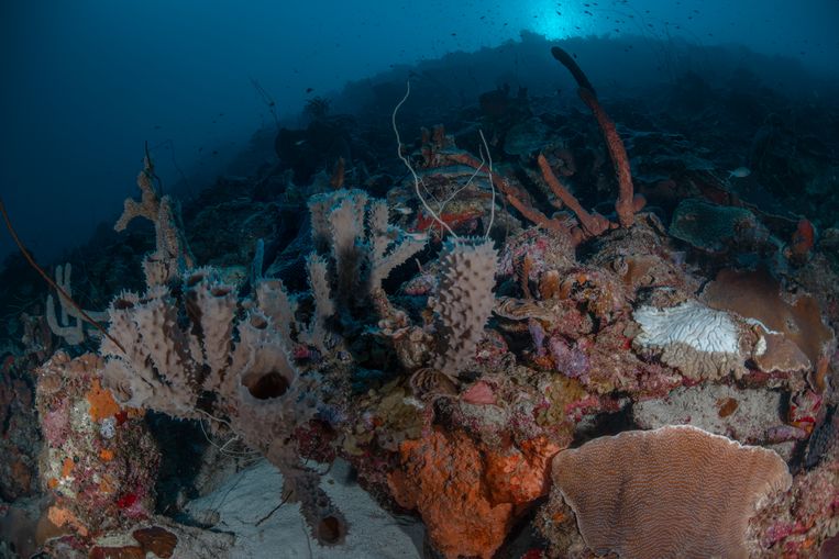 Неизвестная болезнь угрожает карибским кораллам