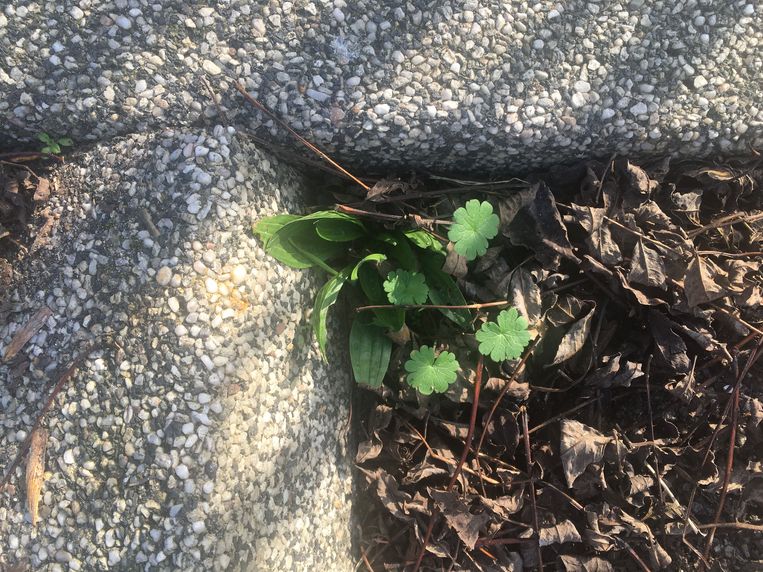 Hele gesprekken met planten: ‘Zijn jullie verliefd?’