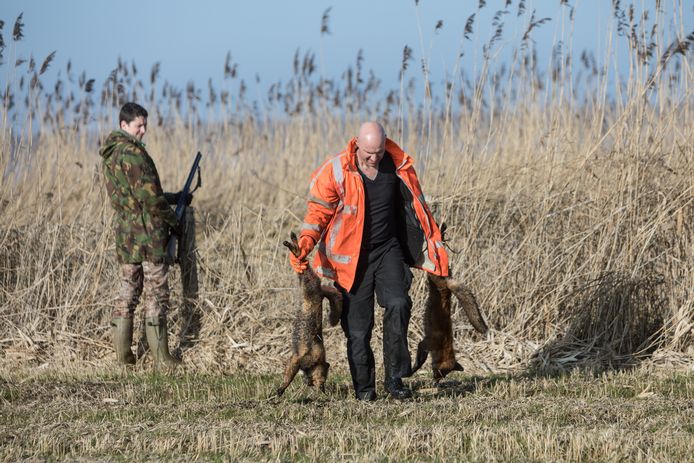 Een vossenjacht in de Eempolder bij  Eemnes enkele jaren geleden. Vorig jaar zijn rond de Eempolders 86 vossen geschoten, het jaar daarvoor 98.