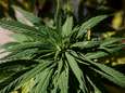 Marokko legaliseert cannabis voor medisch gebruik