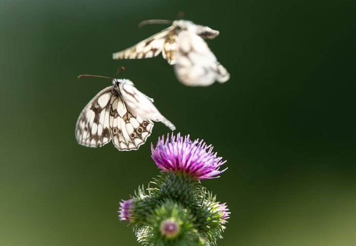 Twee vlindertjes bij een distelbloem.