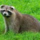 Zoogdiervereniging gaat wasberen in Limburg vangen