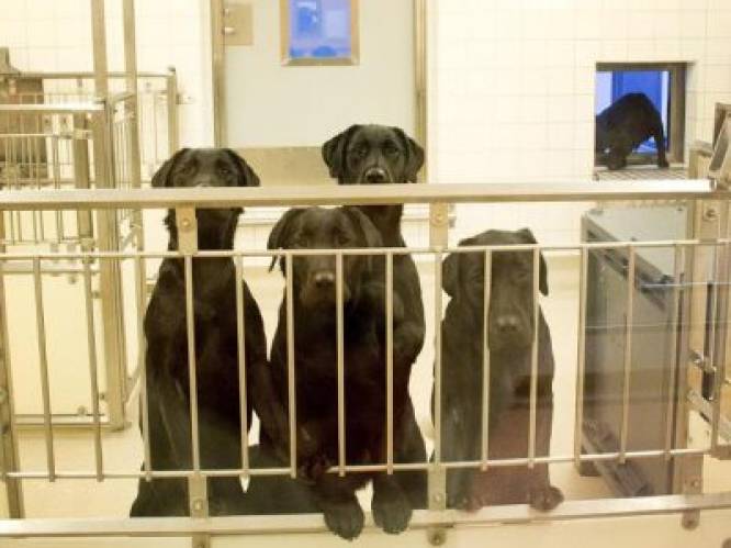 Woede over plan om zes labradors te doden tijdens dierproef in Zweden