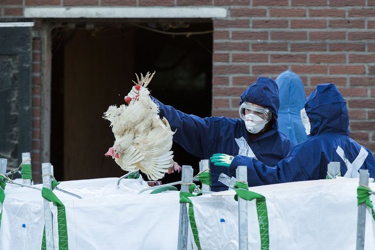 Een ruiming na een vogelgriepbesmetting in Barneveld, afgelopen najaar. Beeld ANP /  ANP