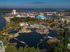 Dierenrechtenorganisatie pleit voor fokverbod dolfijnen: ‘Willen einde maken aan Dolfinarium’