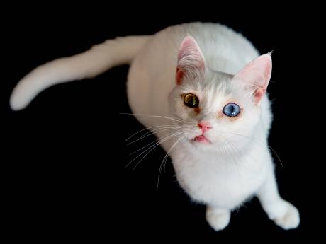 ‘Boze klant’ gooit dode kat in winkel: ‘Afschuwelijk en ziek’