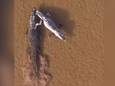 Duel de territoire: un crocodile traîne son rival dans un marais après un affrontement 