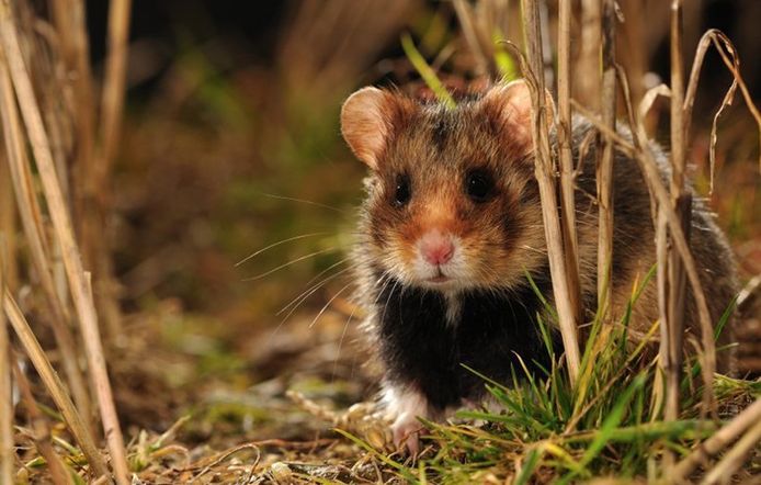 De steeds intensiever wordende landbouw zorgt ervoor dat  de natuurlijke habitat van de wilde hamster meer versnipperd raakt.
