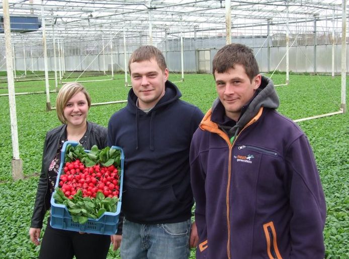 Eerste radijzen geveild op REO veiling | Roeselare | hln.be