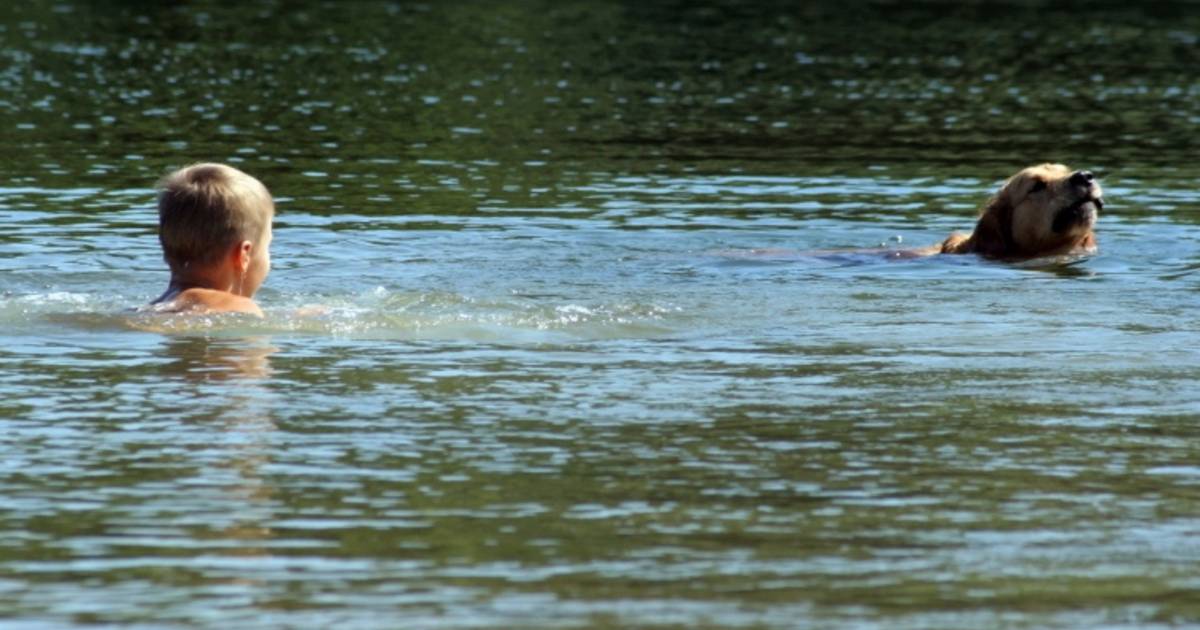 Negatief zwemadvies Schelpenhoek in Wolphaartsdijk en Paardekreek in Kortgene