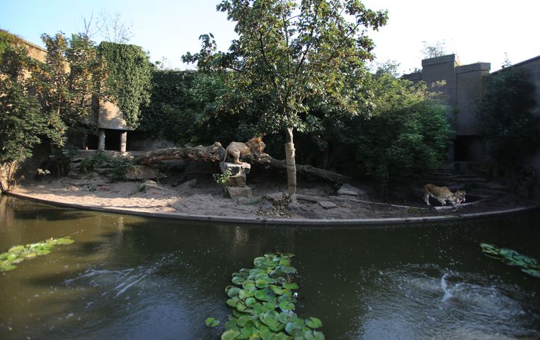 De drie leeuwen in Artis krijgen voorlopig geen groter verblijf. Beeld Ronald van Weeren