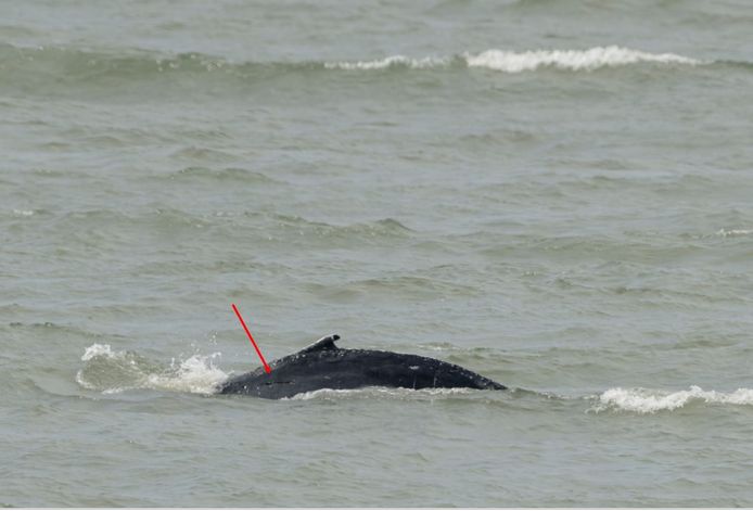 De bultrugwalvis die voor de kust van Knokke-Heist en Zeebrugge werd gespot, heeft een duidelijke wonde op de rugflank.
