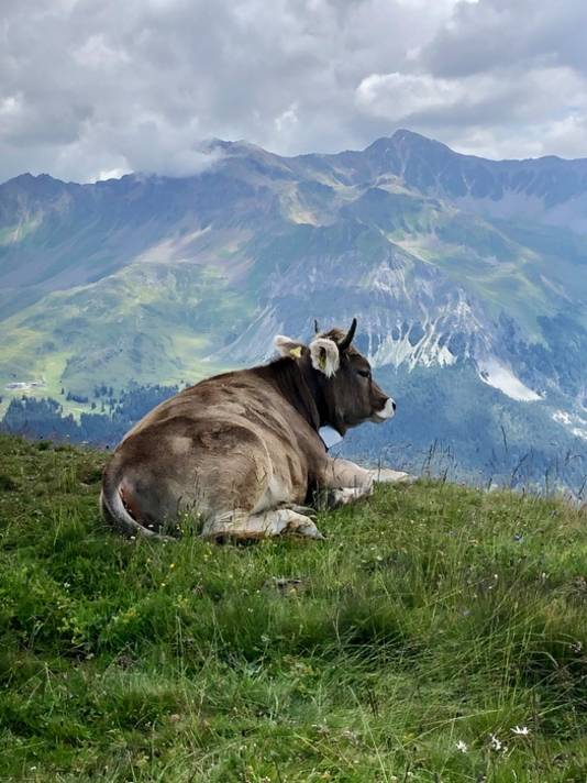Je zult maar berg-koe zijn. Deze koe ligt heerlijk 'te dromen' op een alpenwei, ver weg van alle dagelijkse issues die mensen hebben, zoals corona, mondkapjes en afstandhouden. Mooi symbool van wat vakantie is of op zijn minst zou moeten zijn. Toch?