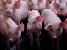 Raalte mag Duits beroepsverbod voor varkensbaron negeren