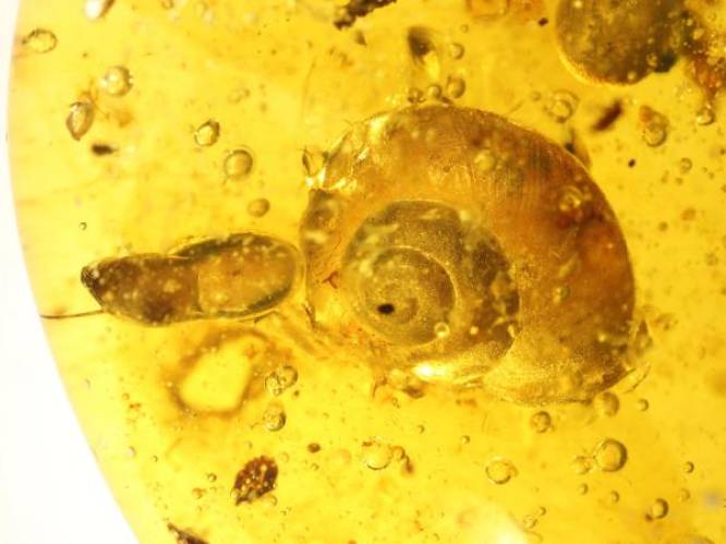 Jurassic Park in het echt: perfect bewaarde slak gevonden in barnsteen uit tijd van dinosaurussen