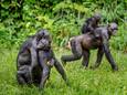 Een Bonobo-familie in het wild