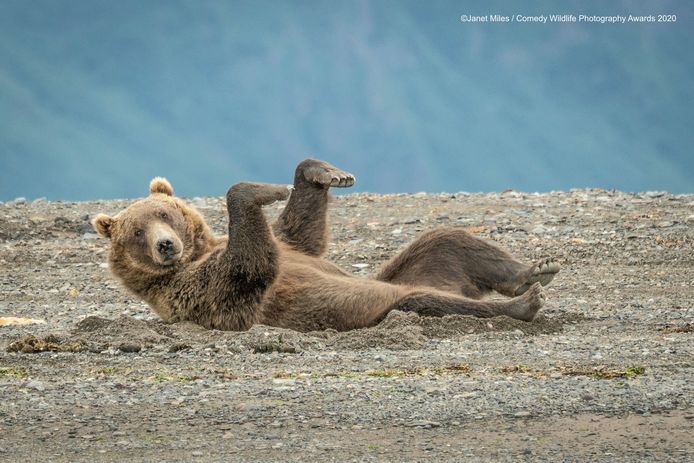 Deze beer moet in Alaska geen rekening houden met de quarantaine, maar dat neemt niet weg dat lichaamsbeweging belangrijk blijft.