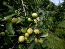 Organist Hugo Bakker 35 Van Sint Maartenskerk Zaltbommel Plots Overleden Bommelerwaard Bd Nl
