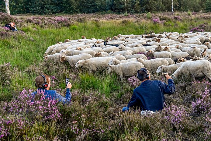 Wethouder Hans de Waal (links) en burgemeester Steven Adriaansen (rechts) van de gemeente Woensdrecht, te gast bij de try-out van Kudde, maken foto's van de kudde schapen die de hoofdrol spelen in dit natuurtheater.