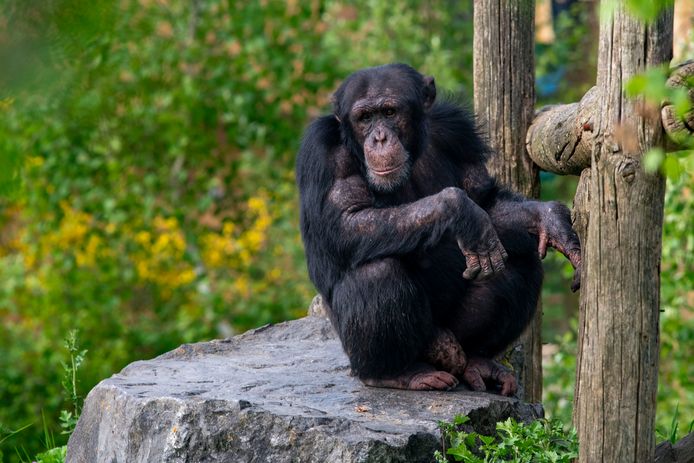 Alfaman Socrates Bepaalt Of Nieuwe Chimpansee In Beekse Bergen Mag 