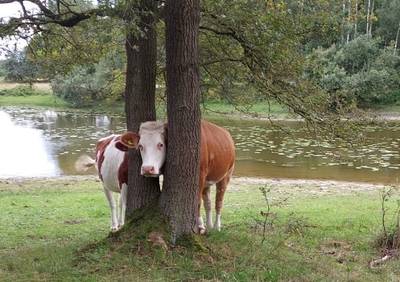 Bijzondere melding voor dierenambulance: koe zit met kop vast tussen twee boomstammen