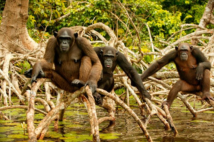 Chimpansees worden in Congo in Centraal-Afrika vaak gedood door stropers. Het vlees wordt op grote schaal in de republiek gegeten maar ook geëxporteerd naar bijvoorbeeld Europese landen.