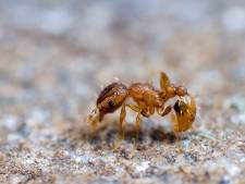 Une fourmi exotique extrêmement dangereuse observée pour la première fois en France