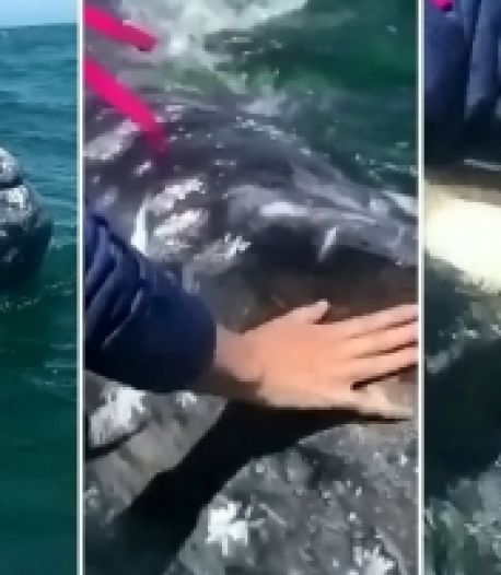 Les images rares d'une jeune baleine grise se faisant caresser