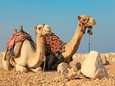 Vrouw valt van kameel en daagt Tripadvisor voor rechter