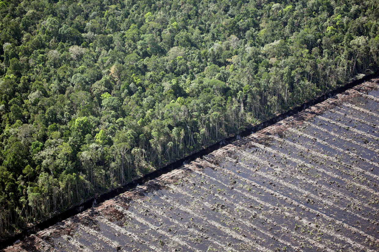 Ontbossing in Indonesië. Beeld anp