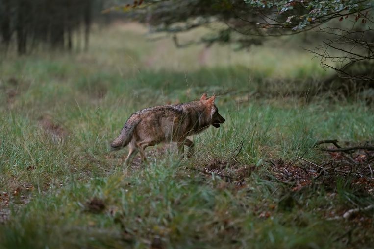 Een wolf op de Veluwe. Beeld ANP /  Otto Jelsma