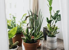 Dit is waarom melk goed is voor je kamerplanten