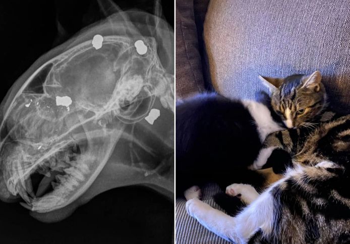 Kater Momo kreeg zeven kogeltjes van een loodjesgeweer in zijn kop.