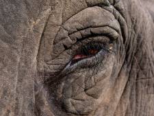 Un éléphant sème la mort en Inde: 16 personnes ont perdu la vie