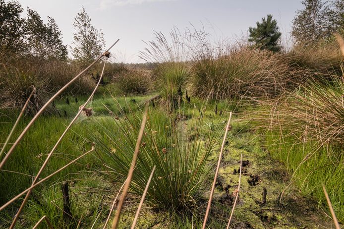 Het Haaksbergerveen is in top drie geëindigd van meest stille plekken in Nederland. Dwingelerveld in Drenthe won de verkiezing.

 sfeerbeelden van en nabij het Siberiëpad, dat door de jury wordt geroemd.
Editie: alle   Fotografie: Cees Elzenga/hetoog.nl  CE20200916