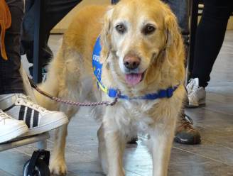 Gemeente organiseert gratis infosessie over assistentiehonden