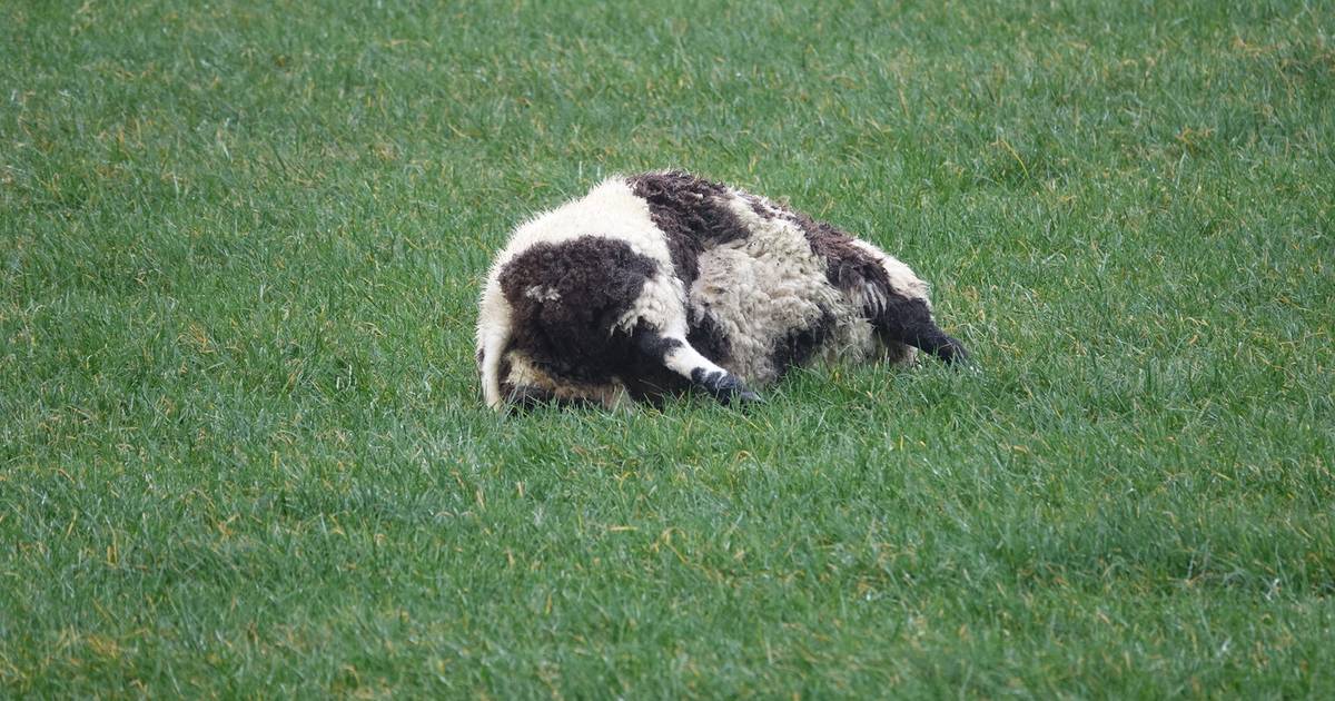 Drie drachtige schapen doodgebeten in Beerzerveld: ‘Het werk van een wolf’ | Ommen