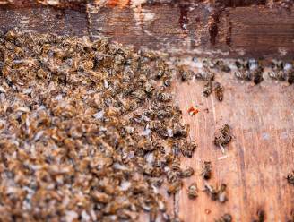 Oostenrijkse boomkweker vliegt in cel nadat bijen van buurman sterven