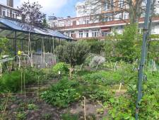 ‘Gemeenschappelijke tuin van wooncomplex Harvest moet weer groene ontmoetingsplek voor bewoners worden’