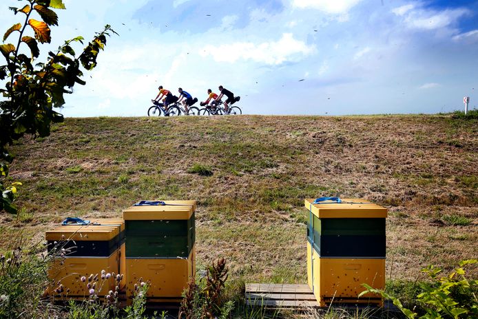 Van veel bijenkasten rond de Biesbosch is niet eens bekend van wie ze zijn.