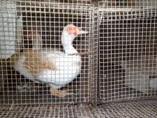 L214 réclame la fermeture du “pire élevage” vu depuis plus de 10 ans